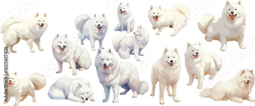 samoyed watercolor clipart