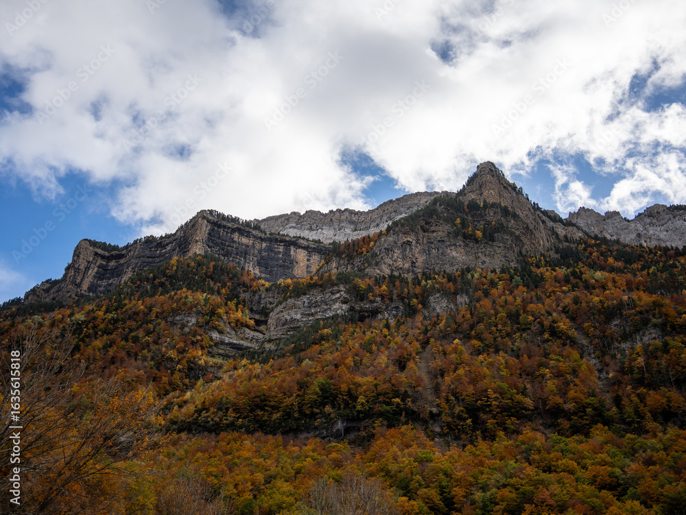 Fototapeta premium Trees in Autumn in Mountains