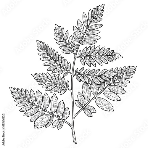 White Leaf Illustration On Transparent Background Simple Botanical Art