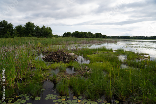 Wetland with lily pads on cloudy day