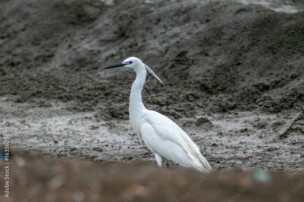 Obraz premium Bitterns, herons, and egrets are all long-legged wading birds with long necks and pointed bills for spearing fish or other prey