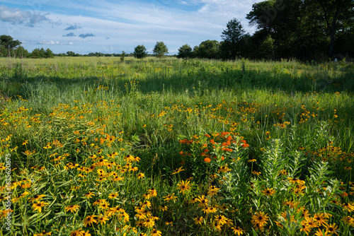 Fototapeta Naklejka Na Ścianę i Meble -  wildflowers in meadow during a sunny summer day