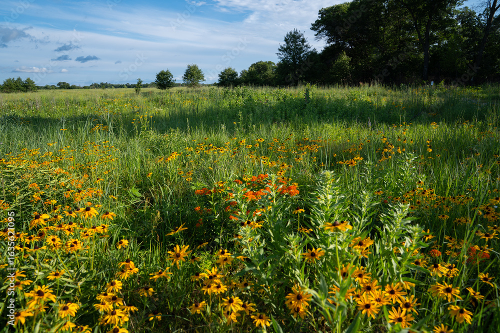 Obraz premium wildflowers in meadow during a sunny summer day