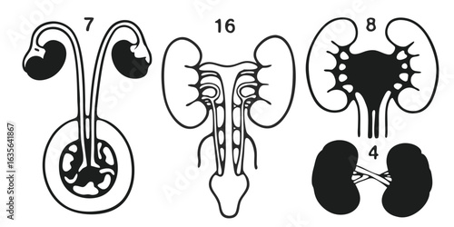 Vector art of anatomical illustration of the urinary system featuring kidneys, ureters, and bladder isolated on white background