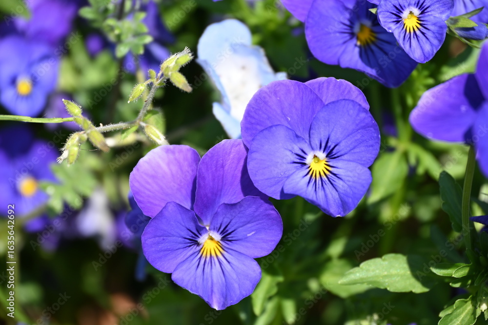 Obraz premium スミレ