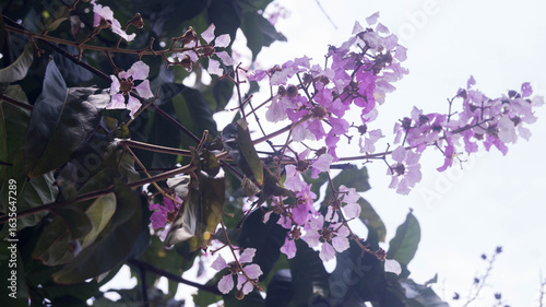 Photography A photograph of Pride of India flowers