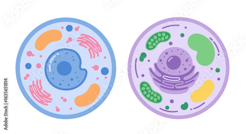 Vibrant scientific illustration showcasing detailed animal and plant cell structures with organelles