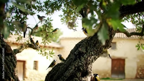 Birds in a tree near a rustic building