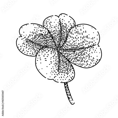 legume clover sketch hand drawn vector