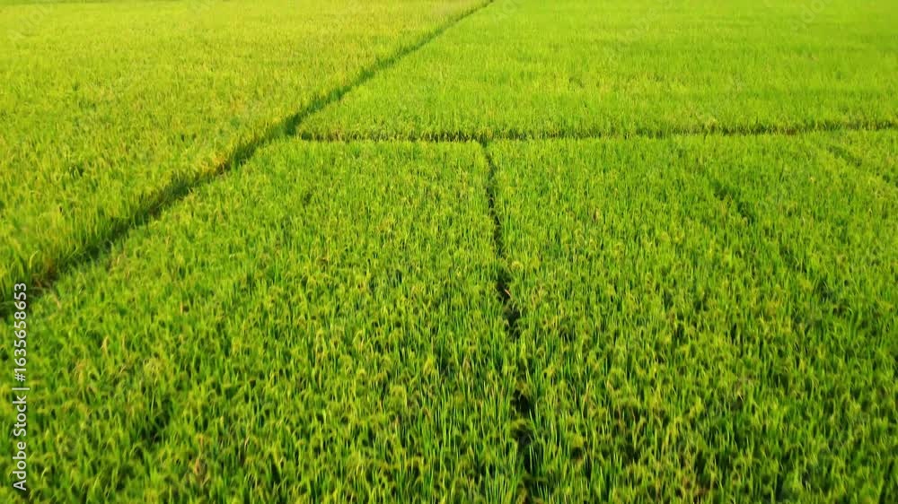 cinematic aerial drone view of paddy crop farming HD cinematic aerial drone view of paddy crop farming HD