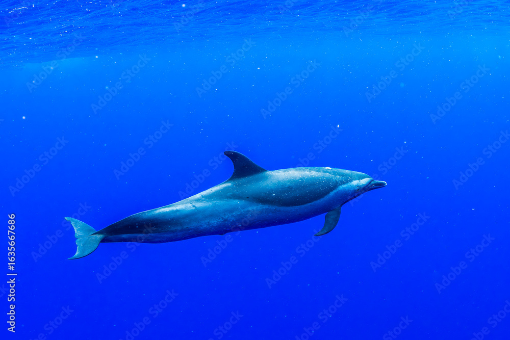 Fototapeta premium A graceful pantropical spotted dolphin glides through the deep blue waters of the Pacific Ocean near Oahu, Hawaii, showcasing the beauty of marine wildlife.