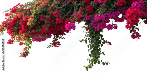 Vibrant cascading bougainvillea flowers in shades of pink and red creating a lush floral curtain isolated on transparent background