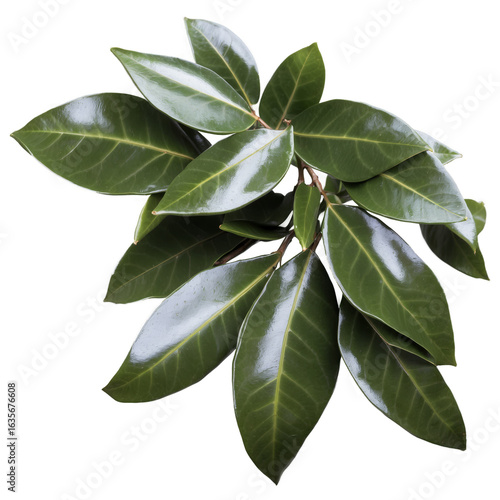 Wallpaper Mural Glossy Green Leaves on a Branch, Isolated on White Background Natural Beauty. Torontodigital.ca