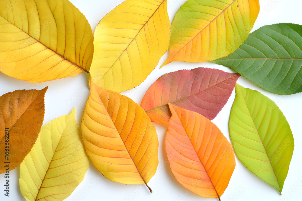 Fototapeta premium A beautiful collection of colorful autumn leaves in shades of yellow, orange, red, and green on a white background.