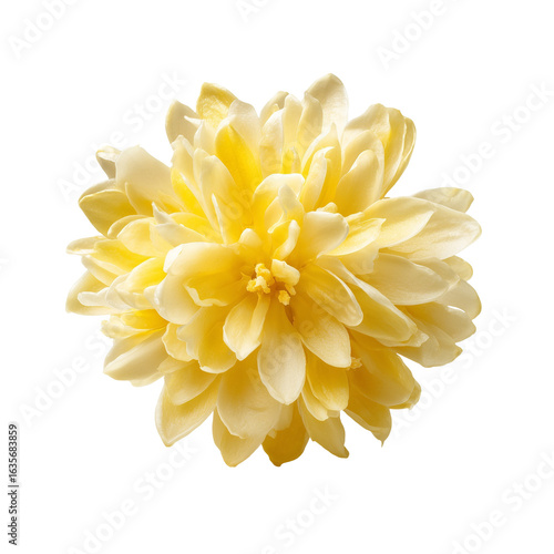 single soft yellow osmanthus flower levitating, clean white background