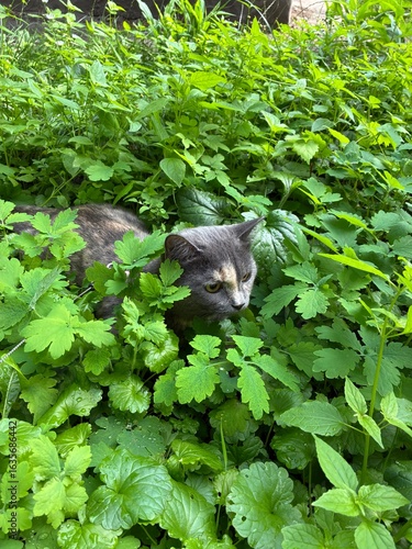 Photo of a grey cat hiding in the dense greenery of a garden.
