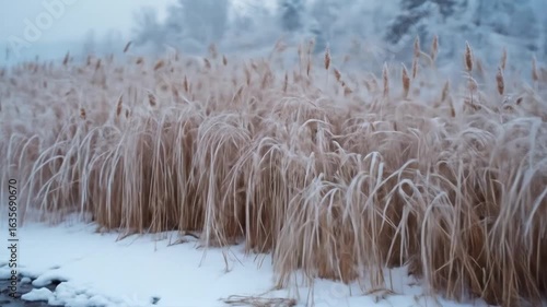 reeds in the snow