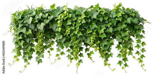 Twisted wild ivy plant, nature frame jungle border, isolated on white background, clipping path, cut-out,	
