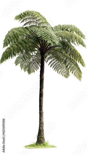 tall fern tree on a white background