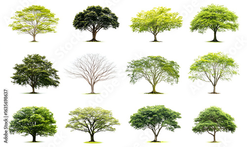 A diverse collection of twelve isolated trees on a white background, showcasing different species, shapes, and seasonal foliage.