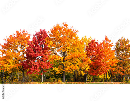 autumn tree isolated on white
