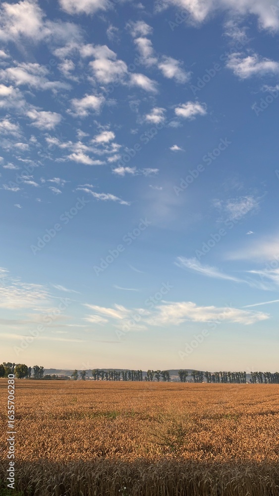 Obraz premium wheat field and blue sky