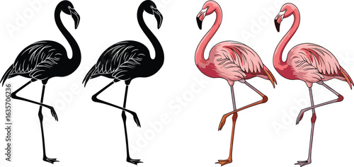 Flamingo silhouette and colored illustration set, standing pose, pink tropical bird vector, black outline contrast, wildlife clipart, exotic animal design