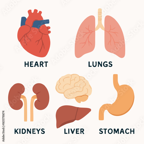 Human Internal Organs Illustration – Heart, Lungs, Brain, Kidneys, Stomach, Liver