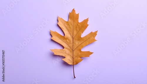 Autumn leaf on purple background