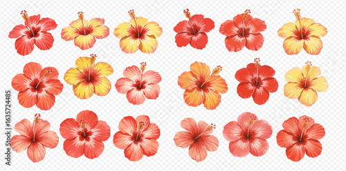 A beautiful collection of watercolor hibiscus flowers in shades of red, orange, and yellow, arranged in rows on a transparent background.