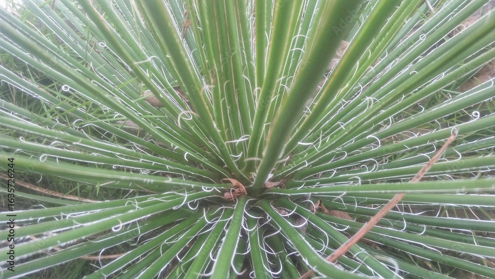 Fototapeta premium close up of agave geminiflora