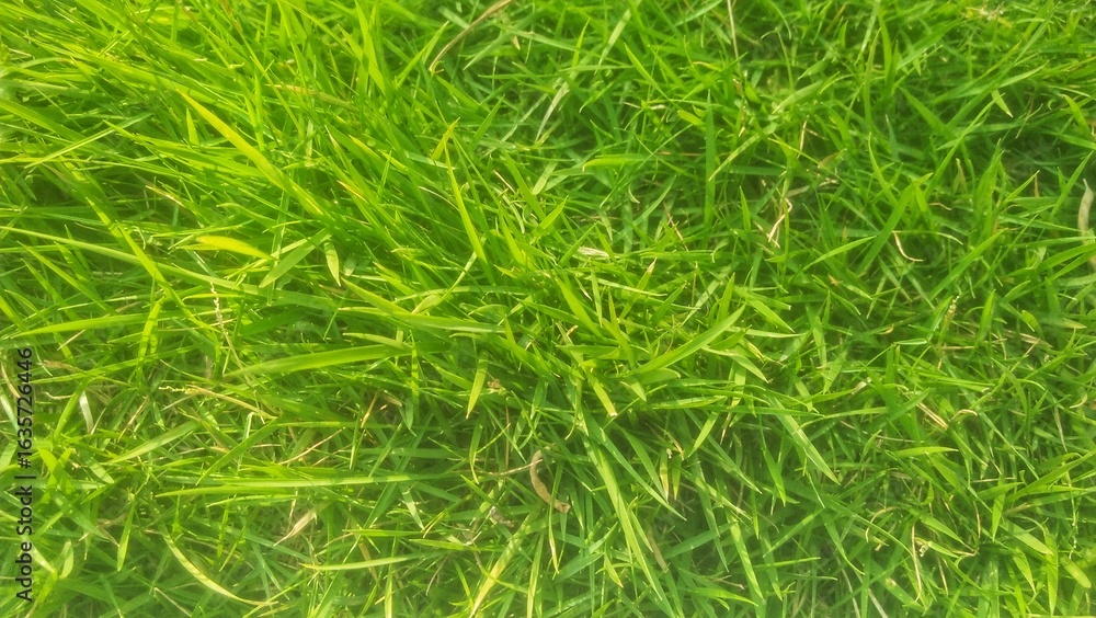 green grass background green grass background