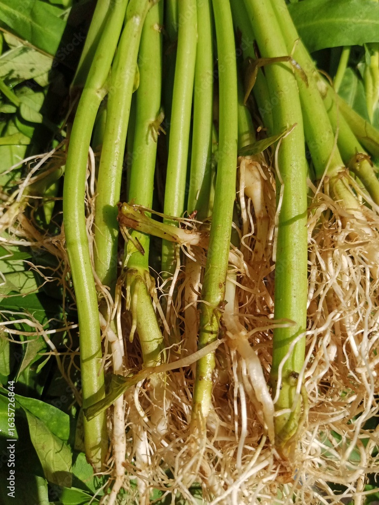 Fototapeta premium A vertical close-up of a bunch of fresh green vegetables with roots, likely kangkung (water spinach), freshly harvested and ready for sale