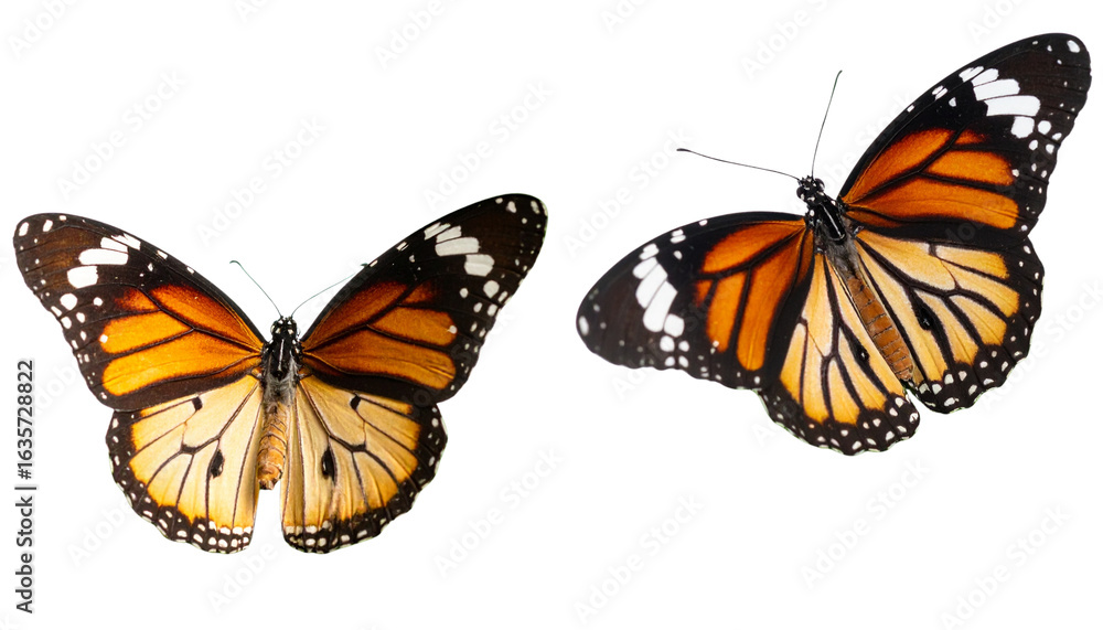 Fototapeta premium Butterfly on a white background 