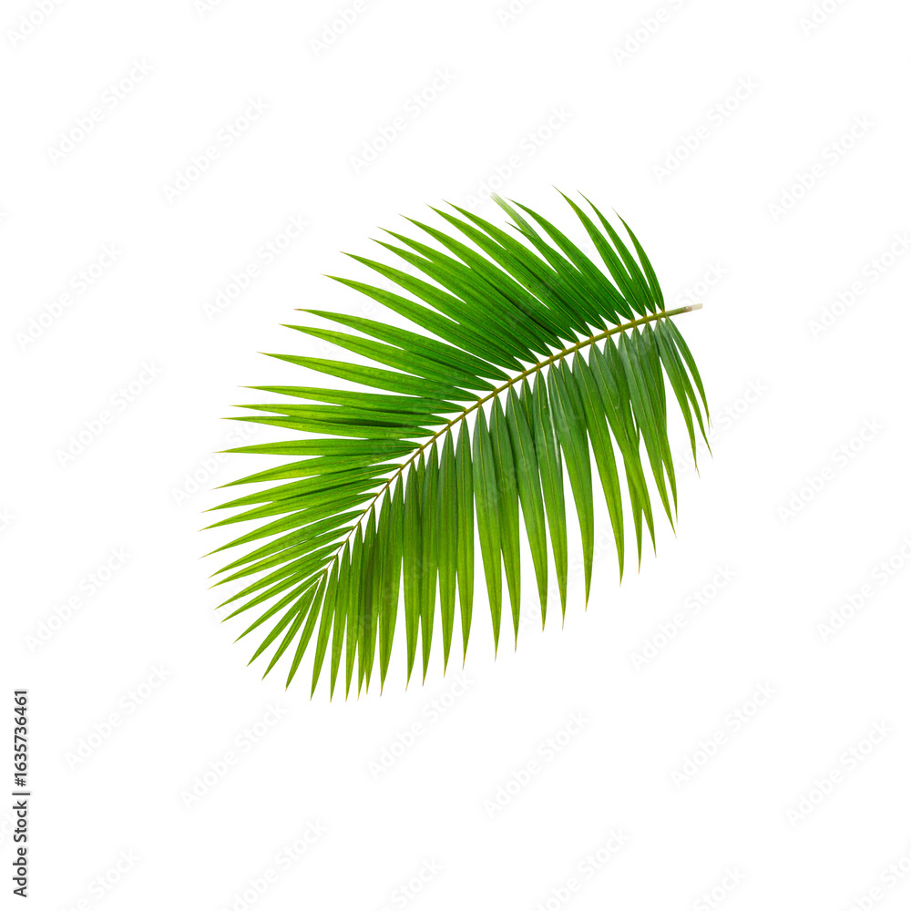 Fototapeta premium Beautiful coconut leaves on a white background 