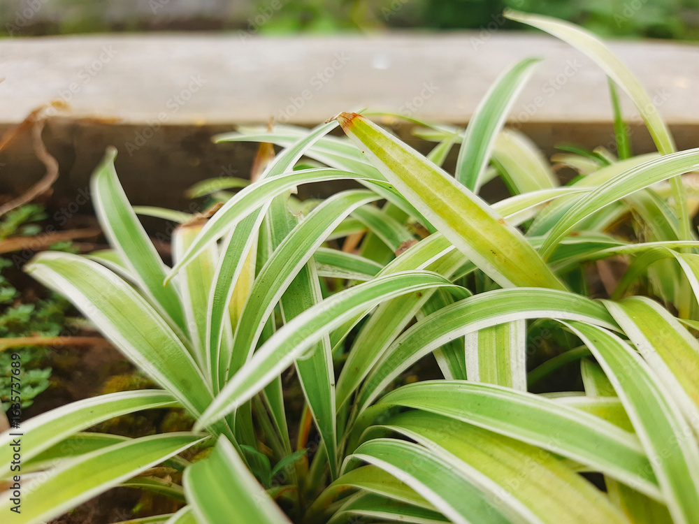 Obraz premium Vivid spider plant with green and white striped leaves in a fresh outdoor garden environment. Great for depicting nature, foliage, and tranquility in horticultural or botanical-themed projects