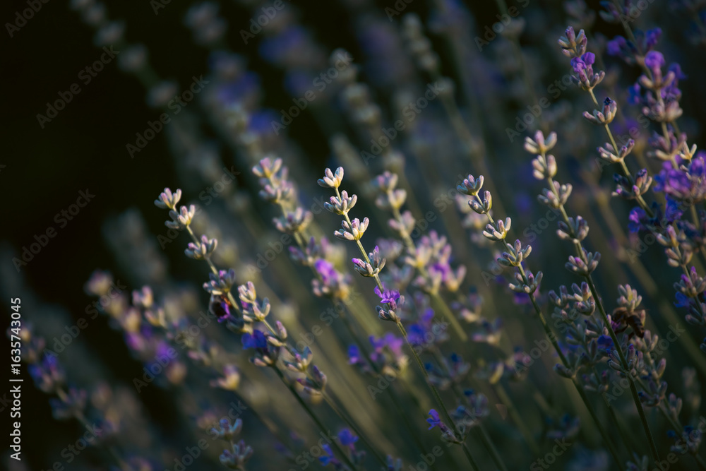 Obraz premium Close-up of lavender flowers. Soft focus on black banner background