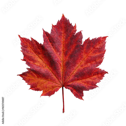 PNG autumn red maple leaf isolated on white background