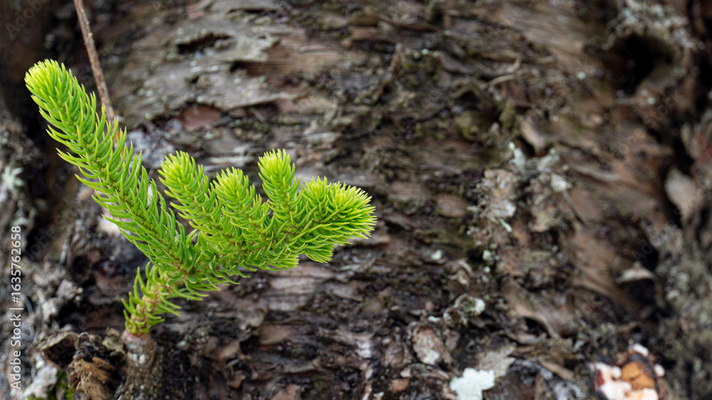 A fern with bright green branches on the trunk of a tree. Background of surface of tree. A fern with bright green branches on the trunk of a tree. Background of surface of tree.