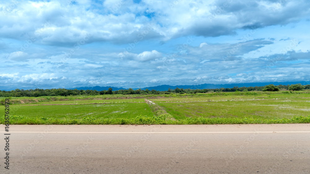 Fototapeta premium Horizontal view of a paved road in Thailand. The background is a stepped walkway with green rice fields. A long green forest is behind under a blue sky. Many white birds on the rice fields.