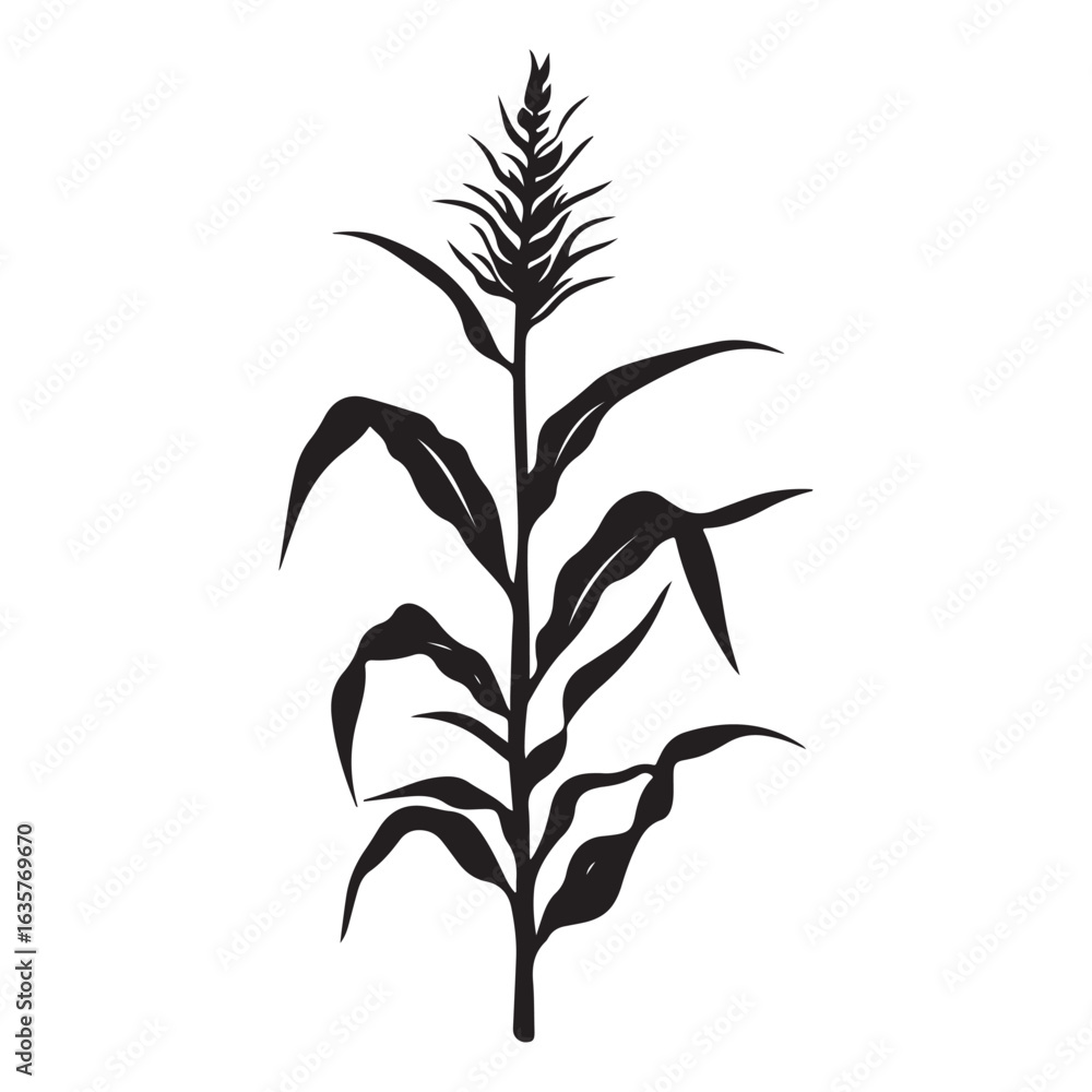 Obraz premium Corn Stalk Silhouette, Illustration Isolated On White Background 