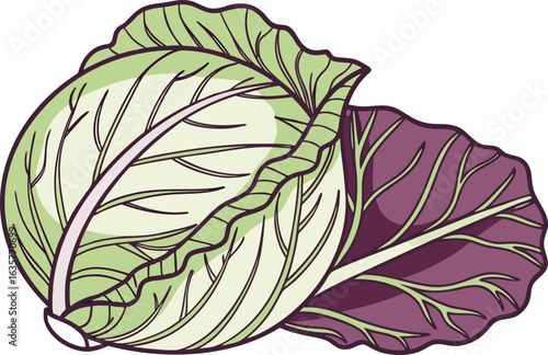 Original Natural Colored Cabbage Illustration. Realistic Purple and Green Cabbage Design. Fresh Cabbage Vegetable Graphic. Natural Color Cabbage Drawing. Organic Cabbage with Leaves Artwork