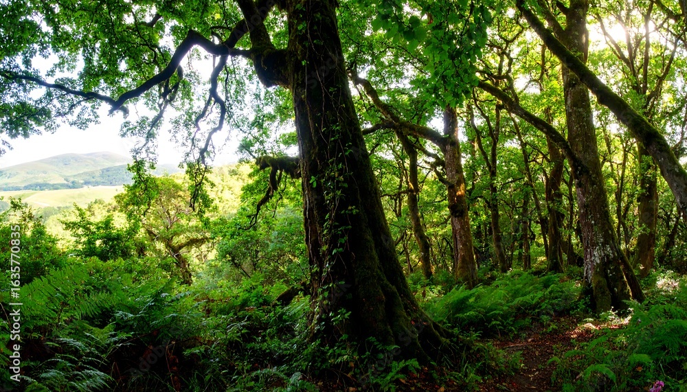 Fototapeta premium Lush forest canopy, sunlight filtering through