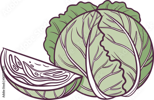 Original Natural Colored Cabbage Illustration. Realistic Purple and Green Cabbage Design. Fresh Cabbage Vegetable Graphic. Natural Color Cabbage Drawing. Organic Cabbage with Leaves Artwork