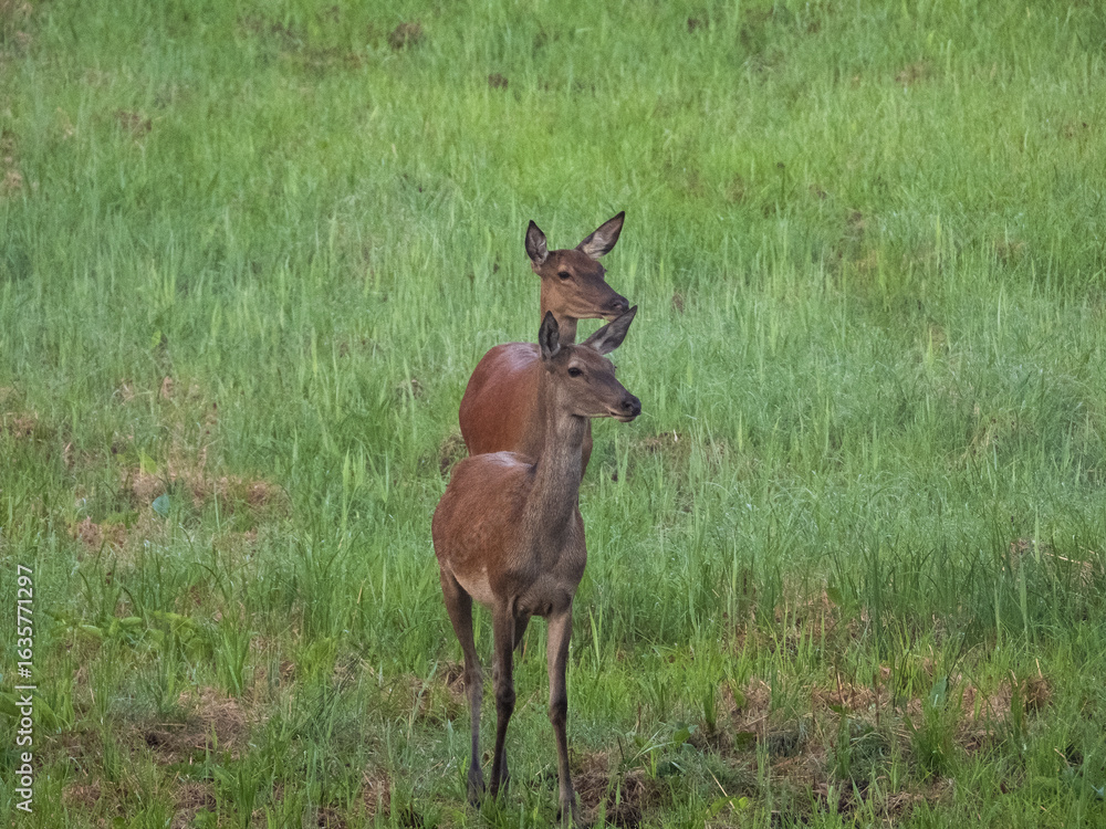 Fototapeta premium Jelenie 