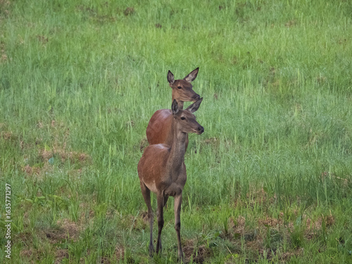 Fototapeta Naklejka Na Ścianę i Meble -  Jelenie 
