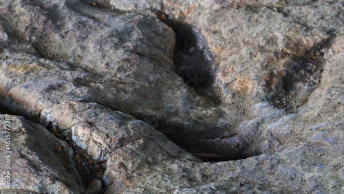 A 200-million-year-old theropod footprint preserved on a rock surface in the Gagaty Soltykowskie nature reserve in Poland, Europe