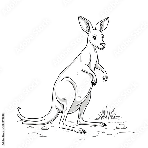 kangaroo with baby vector