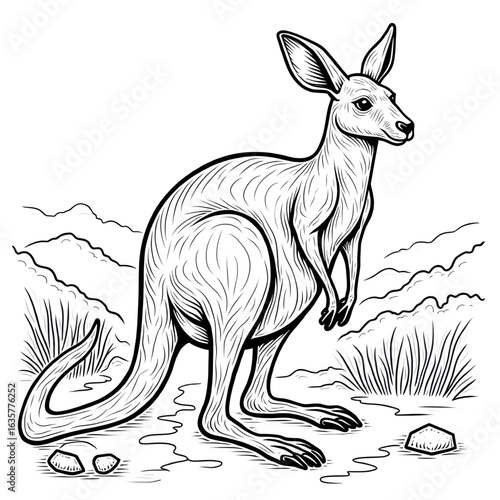 kangaroo vector illustration