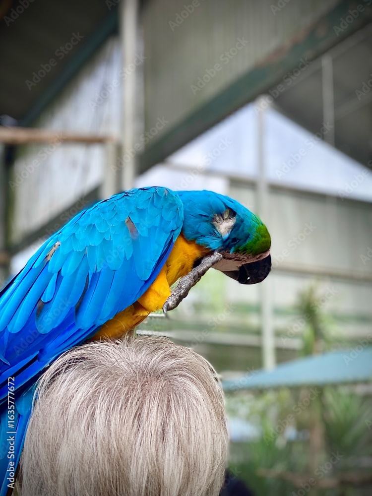 Fototapeta premium Blue-and-Yellow Macaw Perched on a person’s head in the aviary